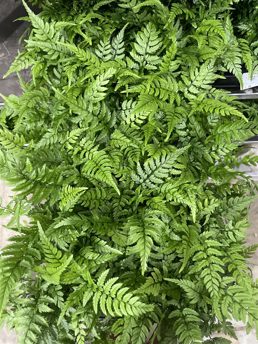 Ferns