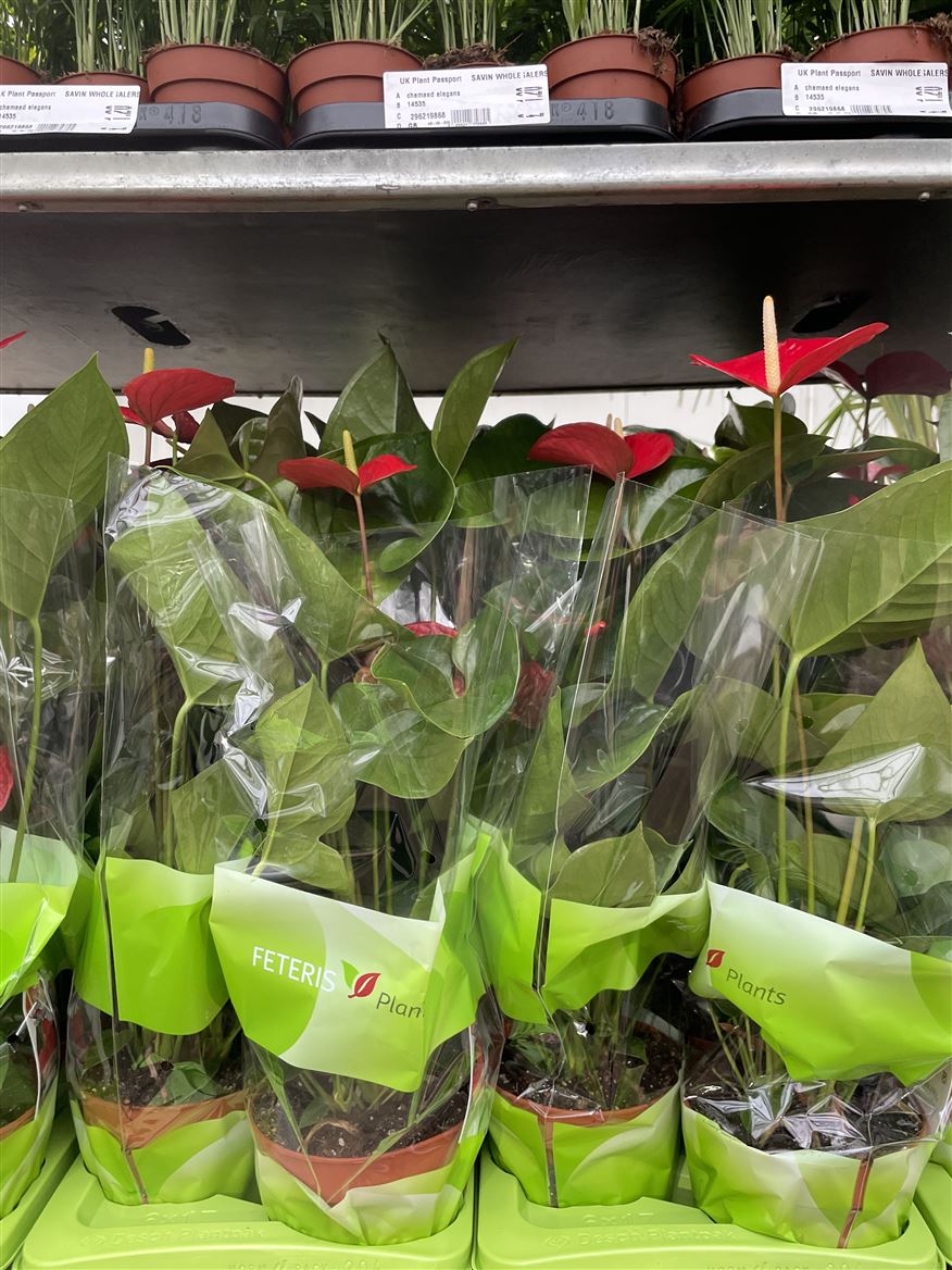 Flowering House Plants