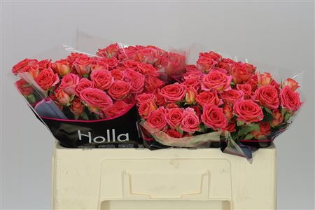 Roses Spray